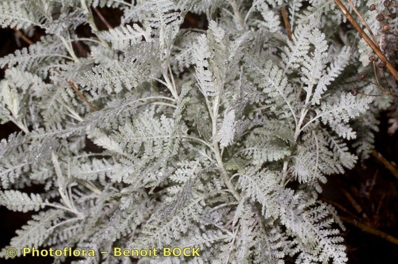 Tanacetum ptarmiciflorum bark