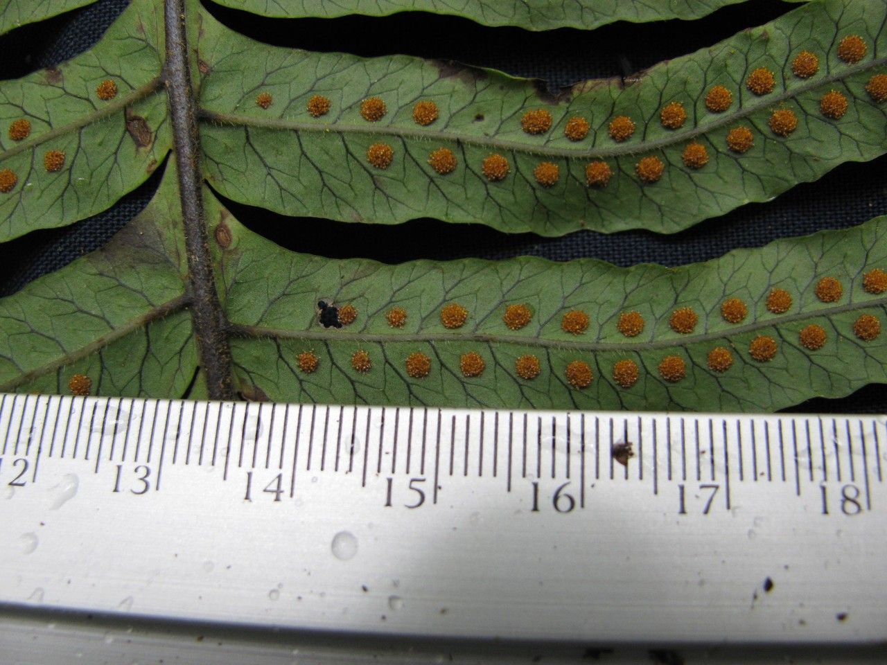 Serpocaulon falcaria other