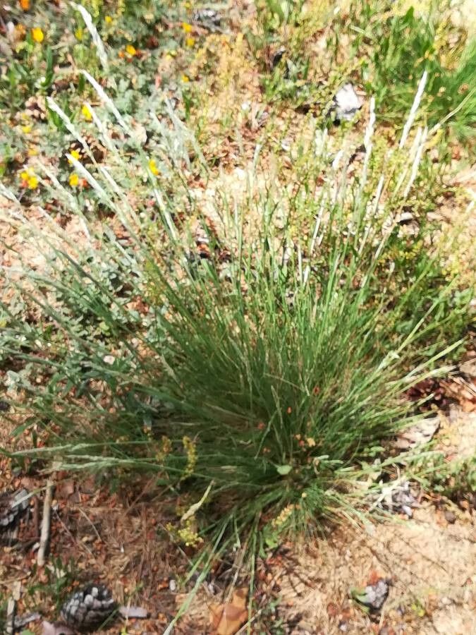 Festuca indigesta habit