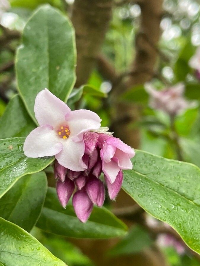 Daphne odora flower