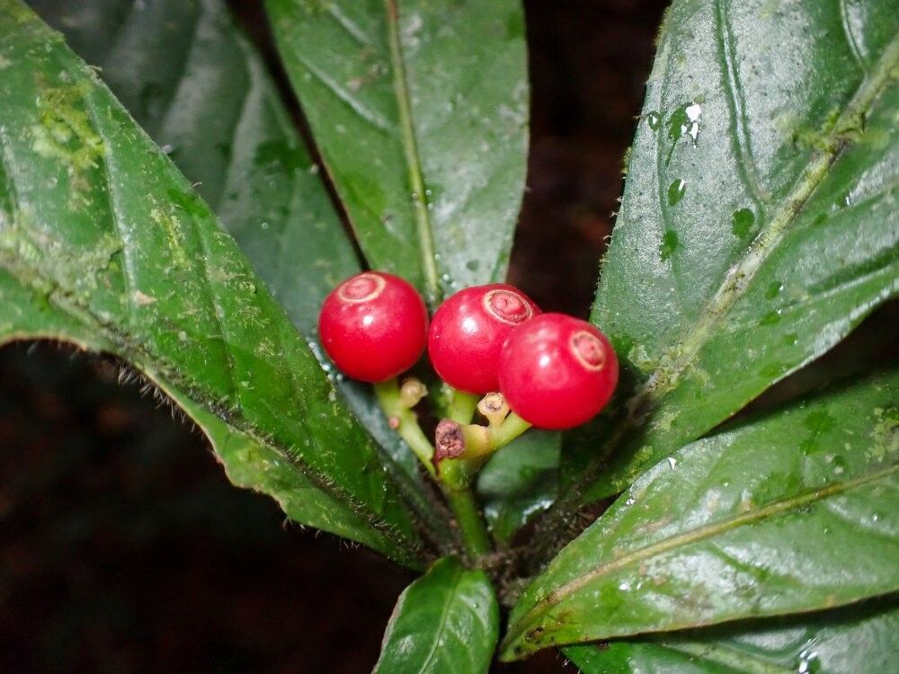 Psychotria degreefii — houseplant care guide