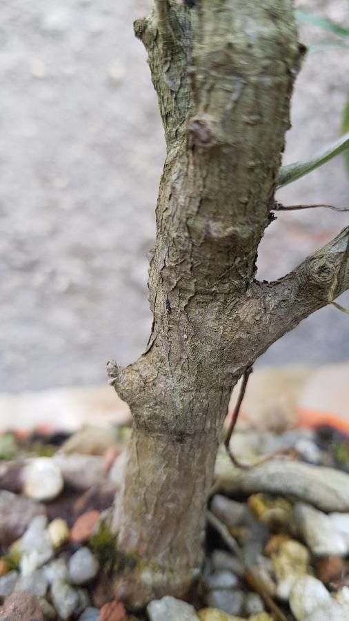 Xylopia crinita bark