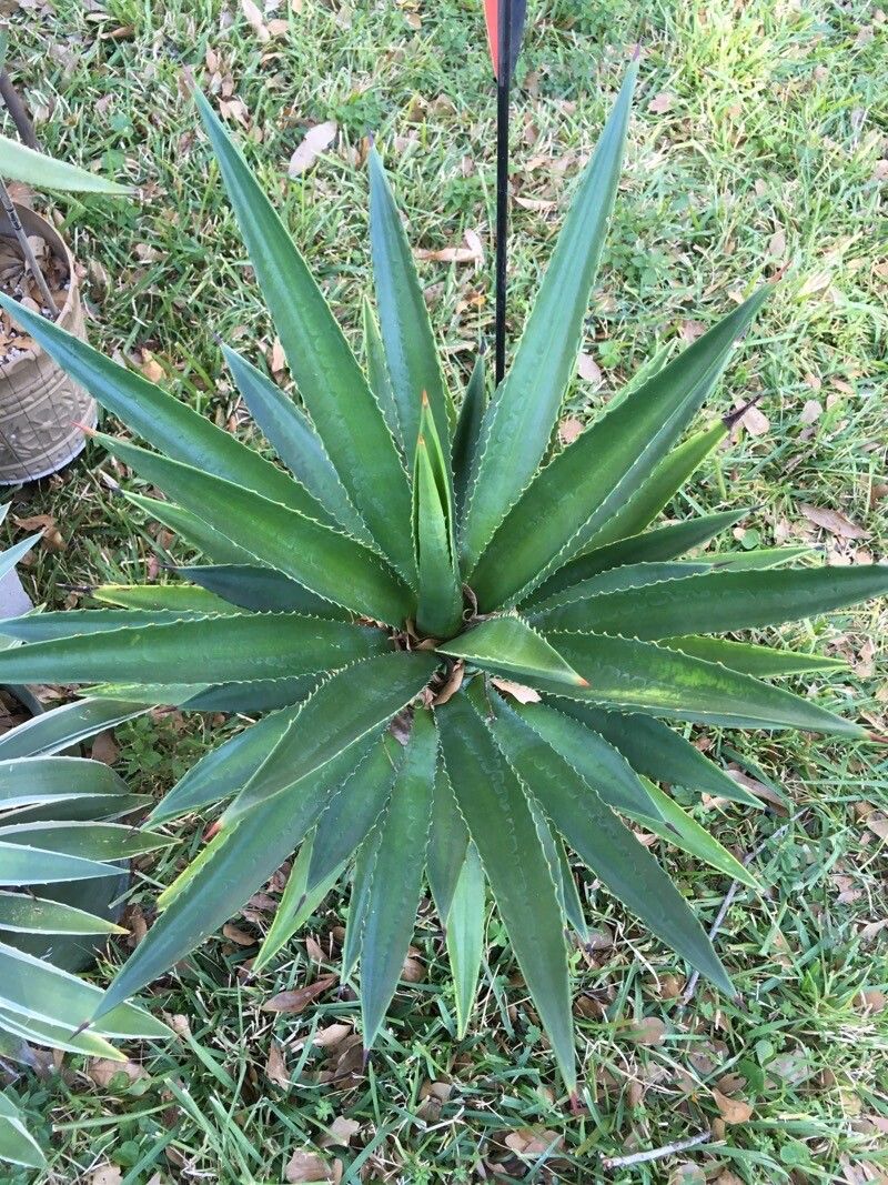Agave decipiens leaf
