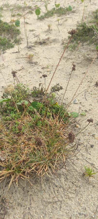 Luzula congesta flower