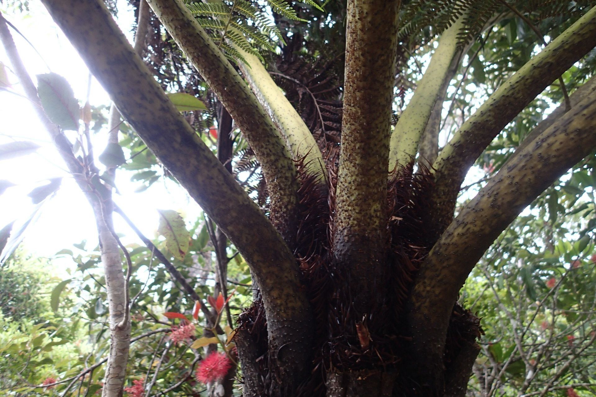 Sphaeropteris albifrons bark