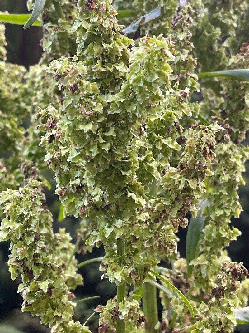 Rumex azoricus fruit