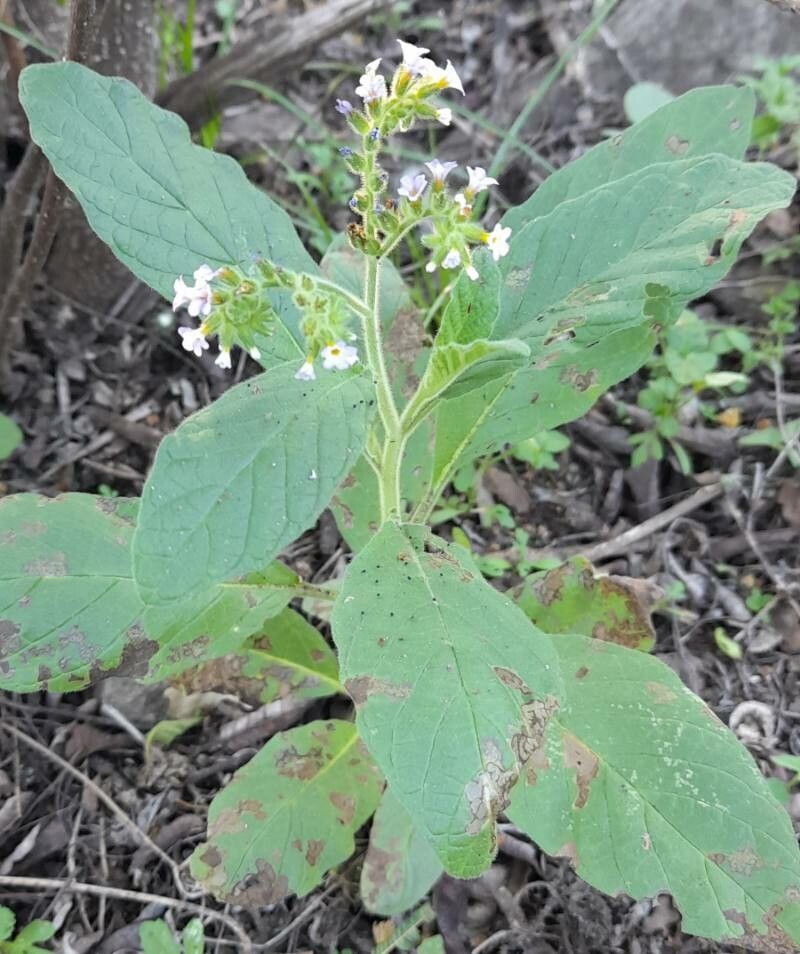 Heliotropium nicotianifolium habit