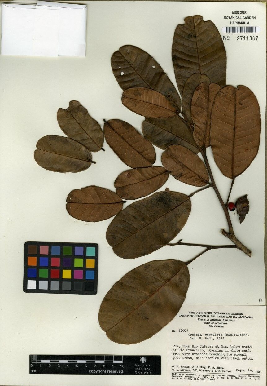 Ormosia trifoliolata — houseplant care guide