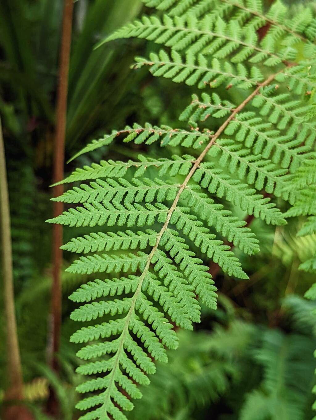 Pleocnemia cumingiana — related species from the same genus