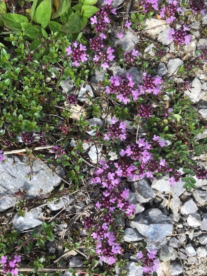 Thymus polytrichus flower