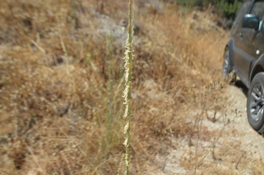 Elymus farctus flower