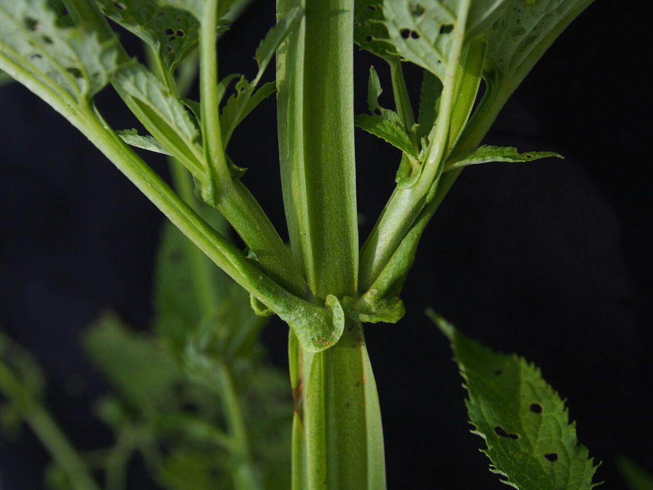 Scrophularia elatior — search result for 'Scrophularia'