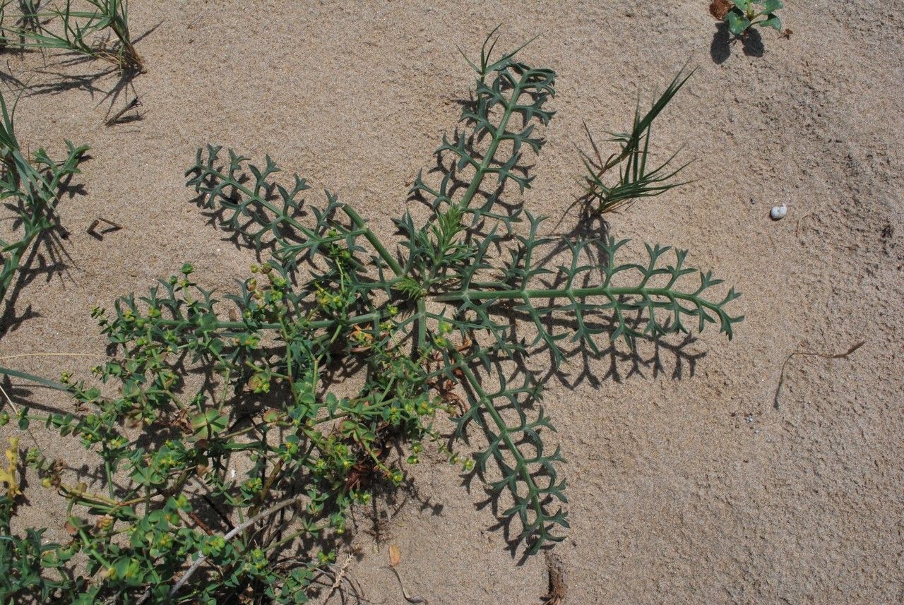 Echinophora spinosa leaf