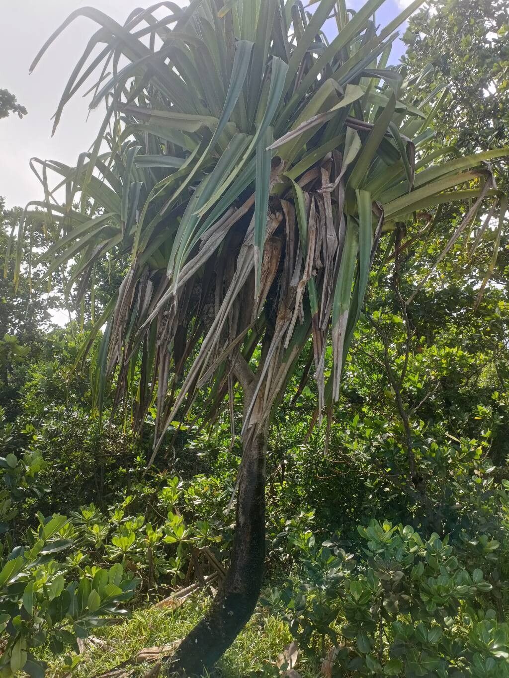 Pandanus concretus habit