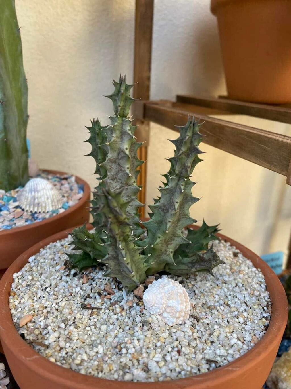 Huernia thuretii — search result for 'Huernia'