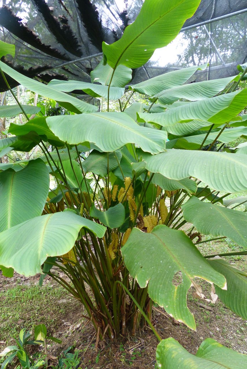 Calathea crotalifera leaf