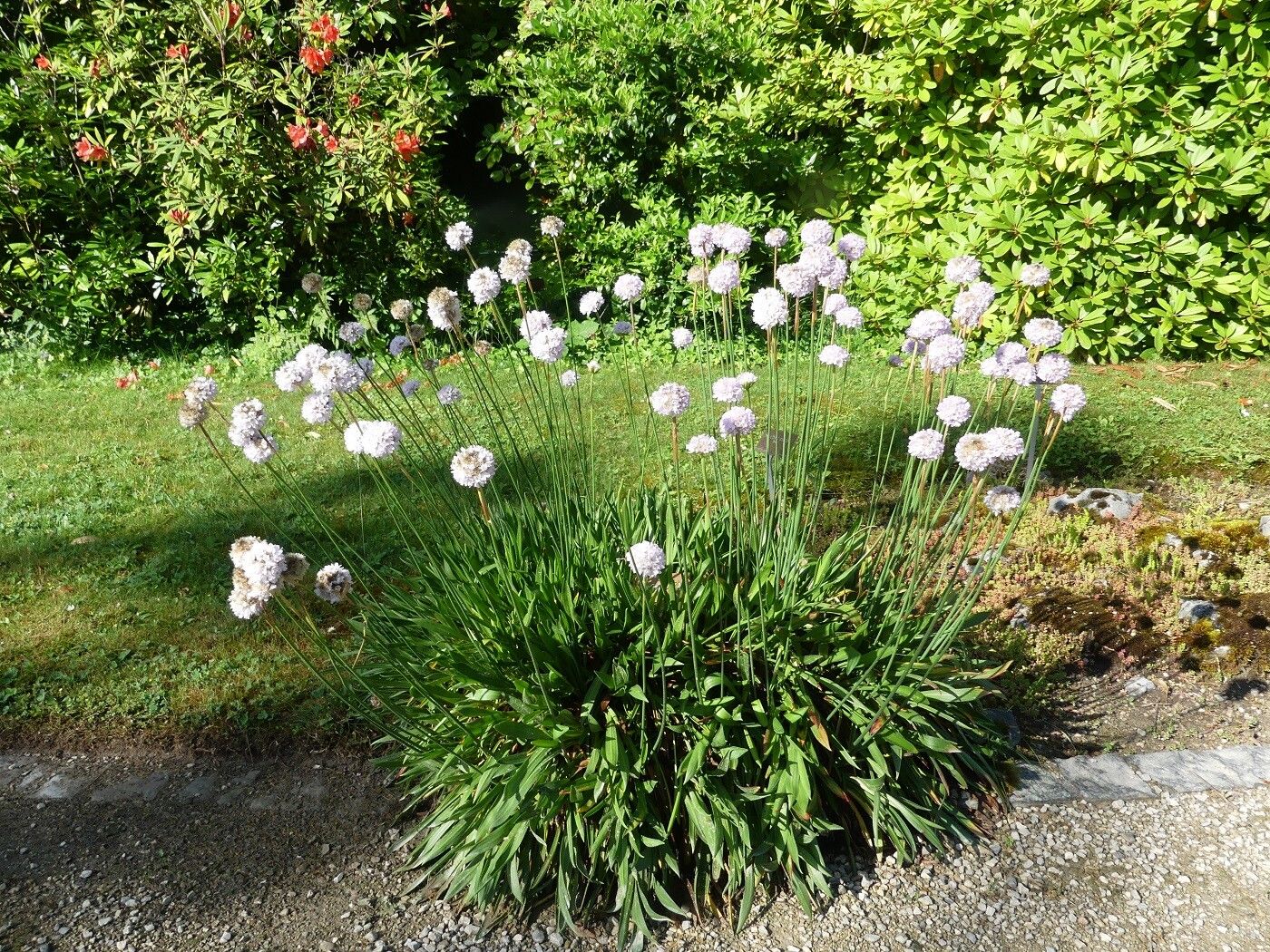 Armeria welwitschii habit