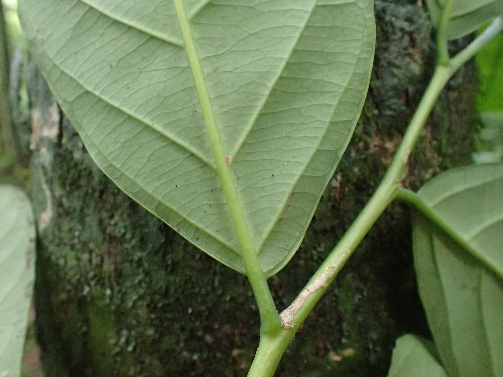 Casearia barteri leaf