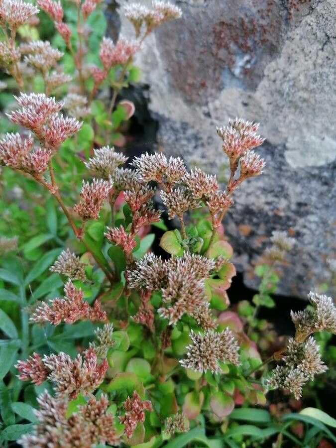 Polycarpaea divaricata habit