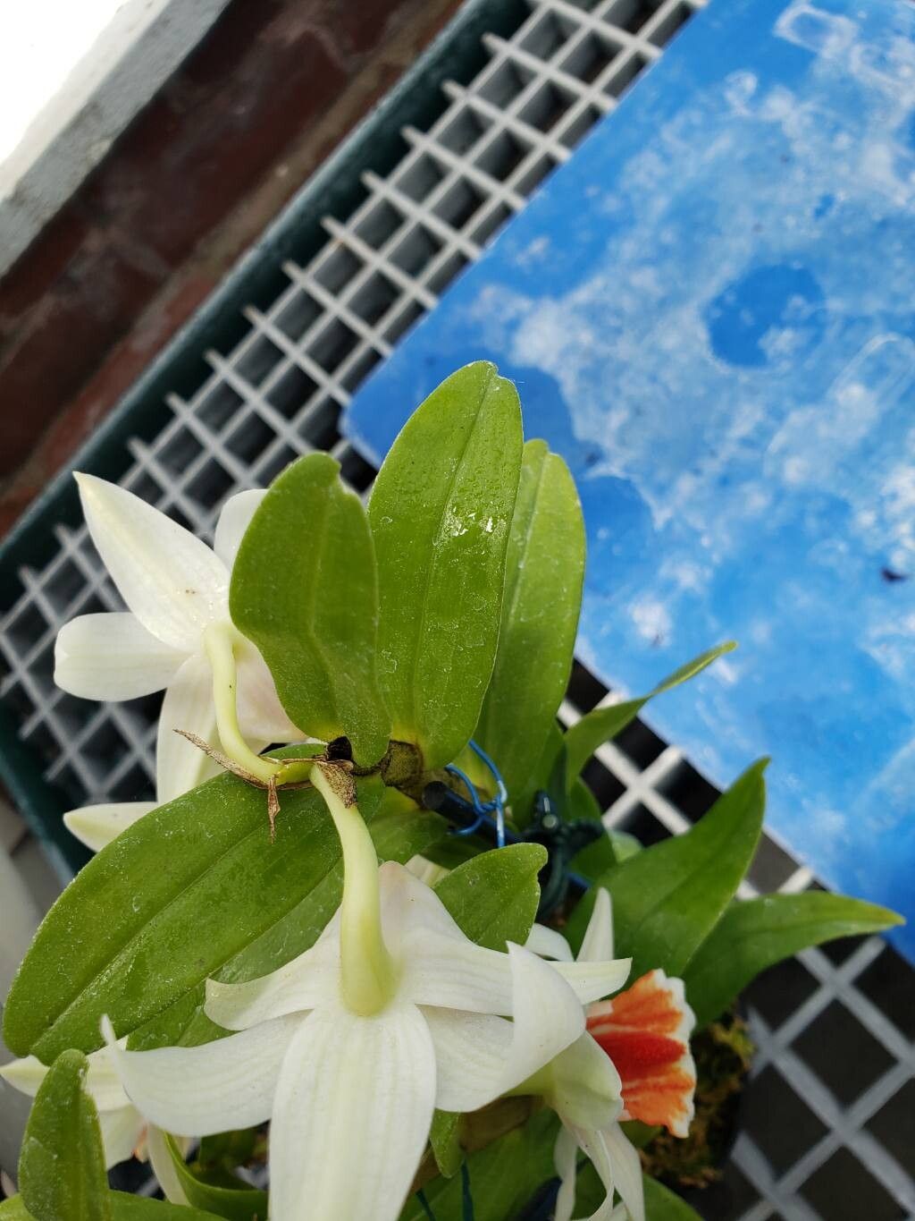 Dendrobium cruentum — houseplant care guide