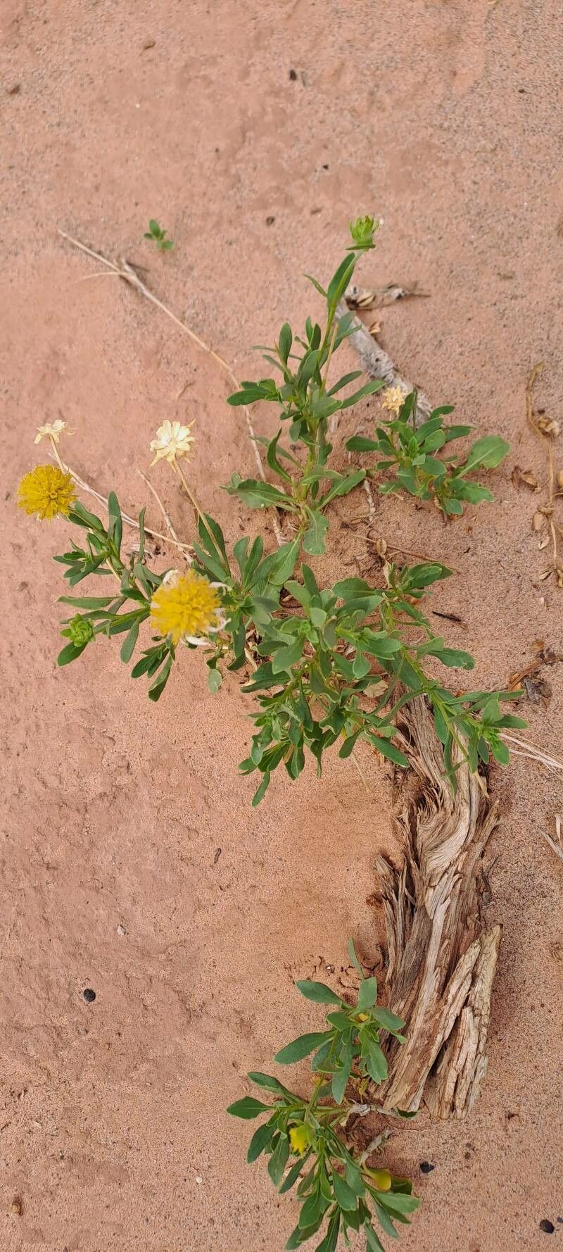 Gaillardia spathulata flower