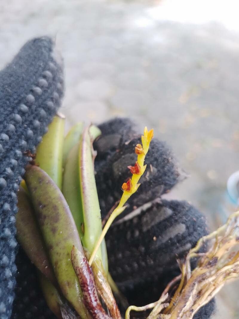 Acianthera ochreata flower
