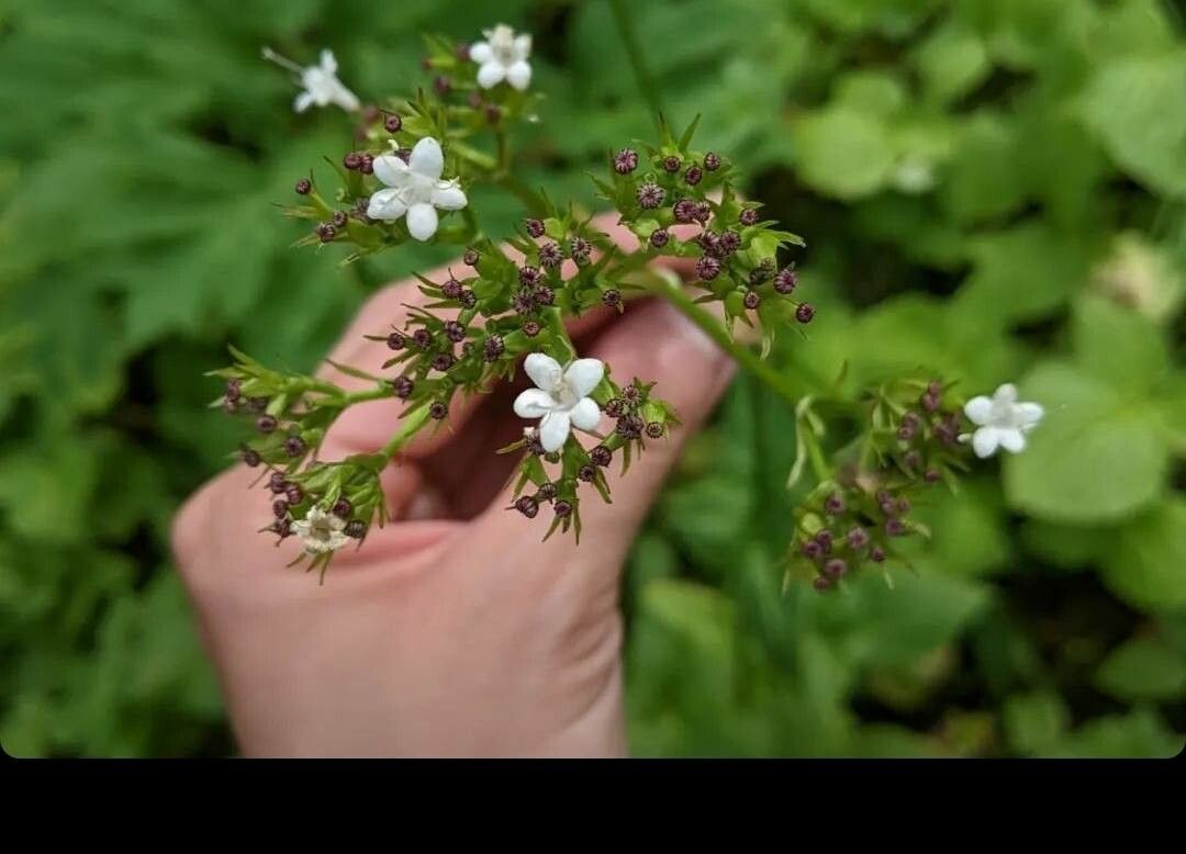 Valeriana sitchensis flower