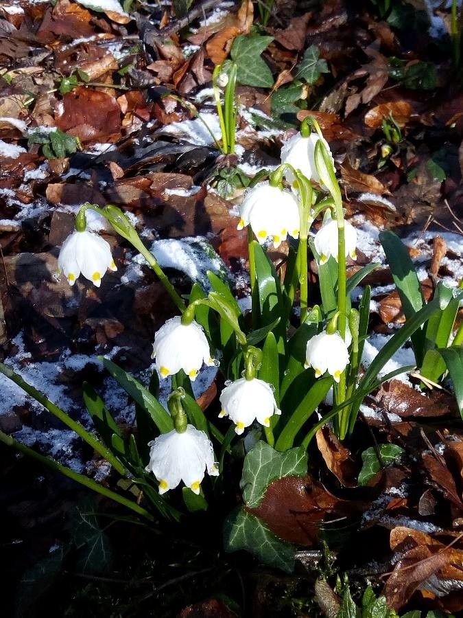 Leucojum vernum