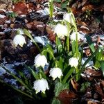 Leucojum vernum