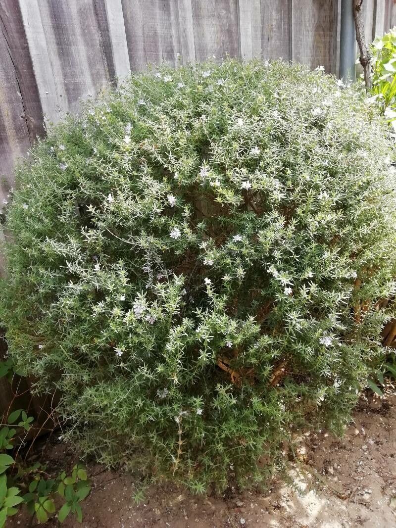 Westringia longifolia habit