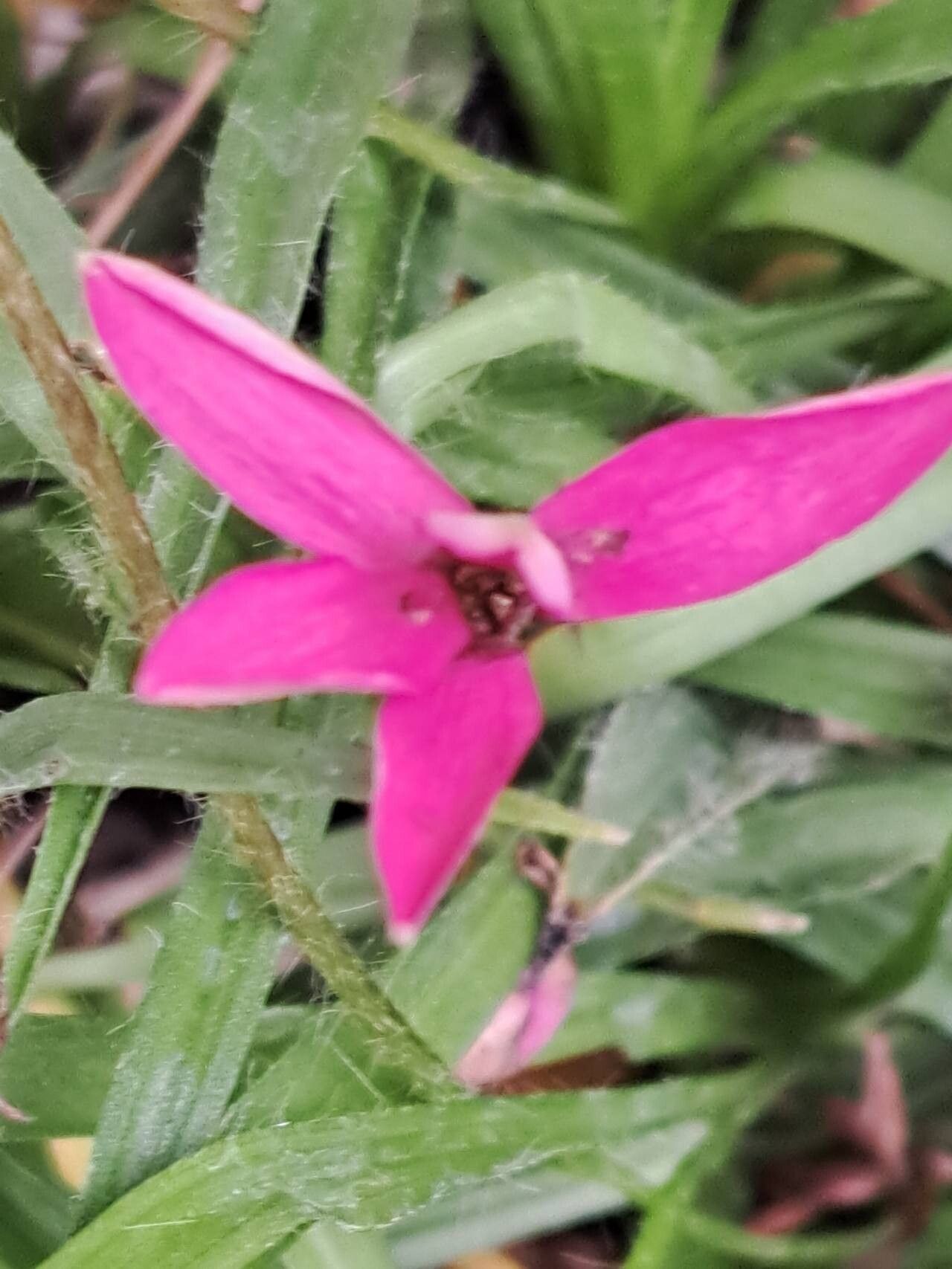 Hypoxis baurii flower