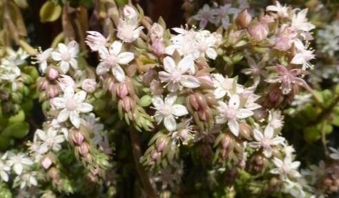 Sedum versadense flower