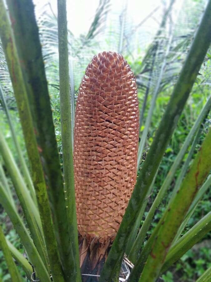 Cycas circinalis fruit
