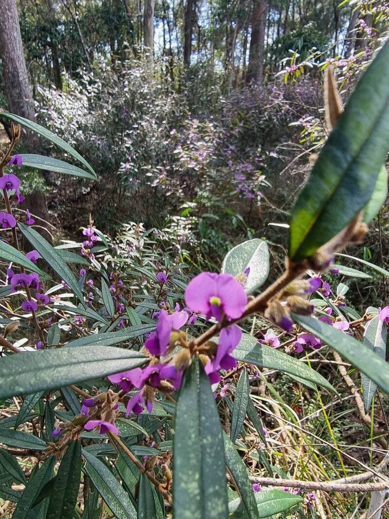 Hovea acutifolia flower