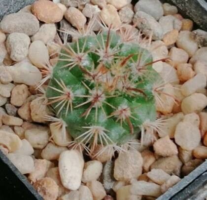 Parodia schwebsiana leaf