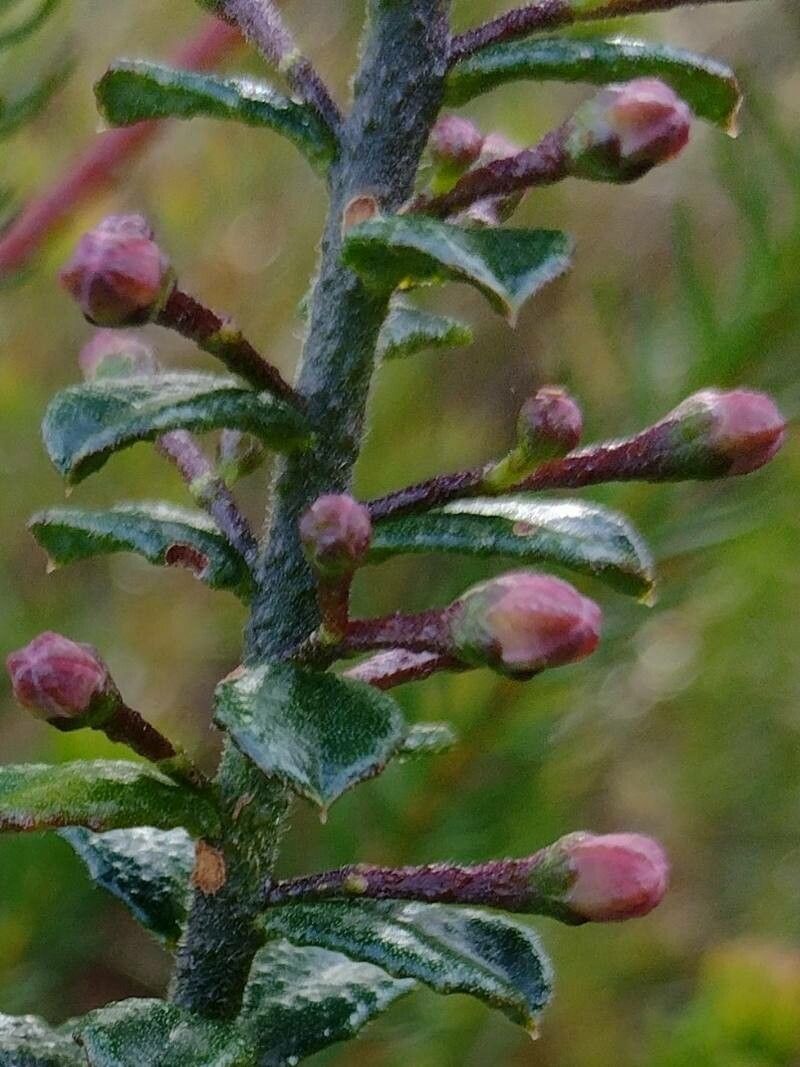 Eriostemon buxifolius flower
