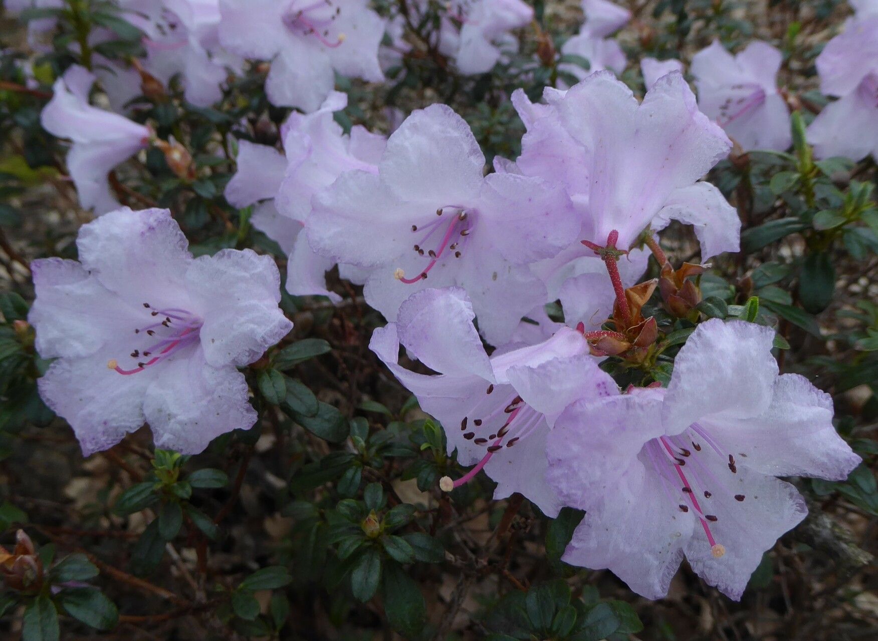 Rhododendron pemakoense flower