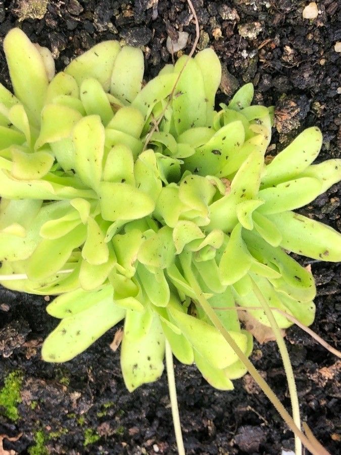 Pinguicula martinezii — houseplant care guide