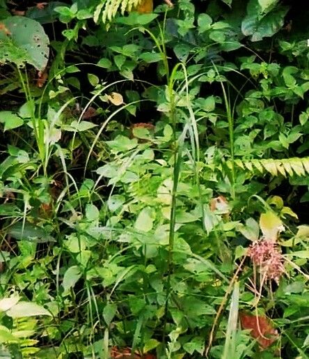 Scleria ciliaris habit