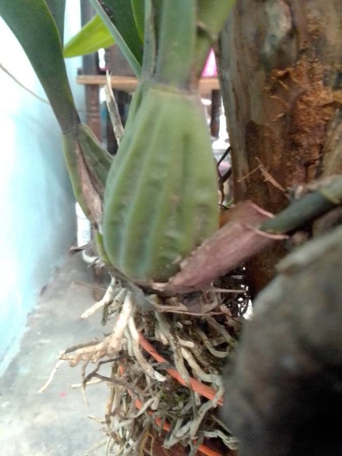 Brassia verrucosa bark