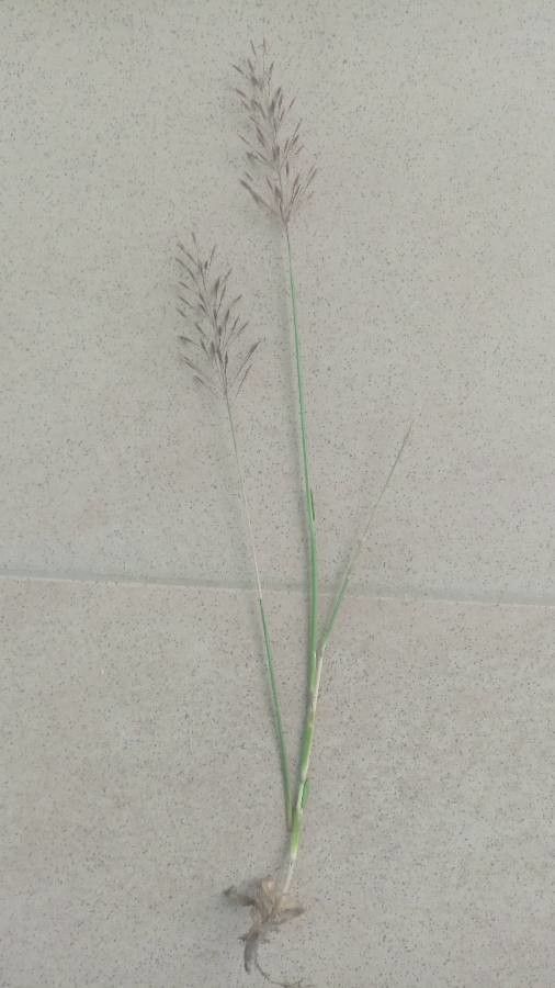 Chrysopogon aciculatus fruit