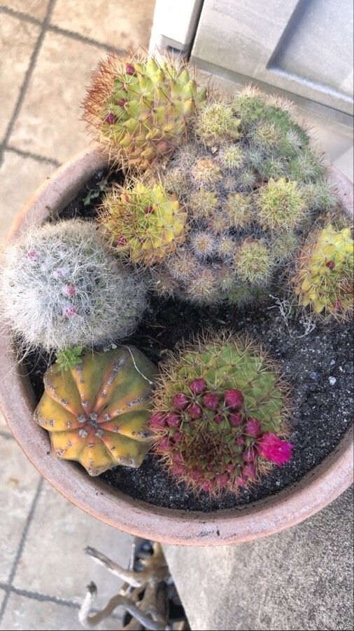 Mammillaria standleyi flower