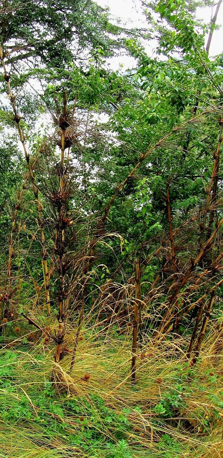 Nastus borbonicus — search result for 'Bamboo'