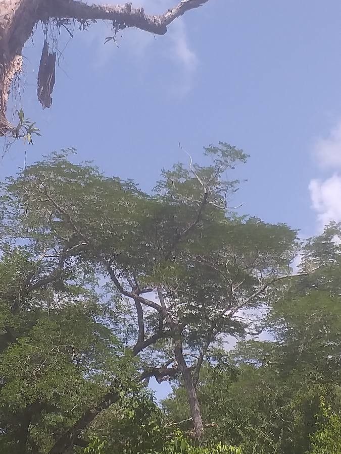 Brachystegia spiciformis — houseplant care guide