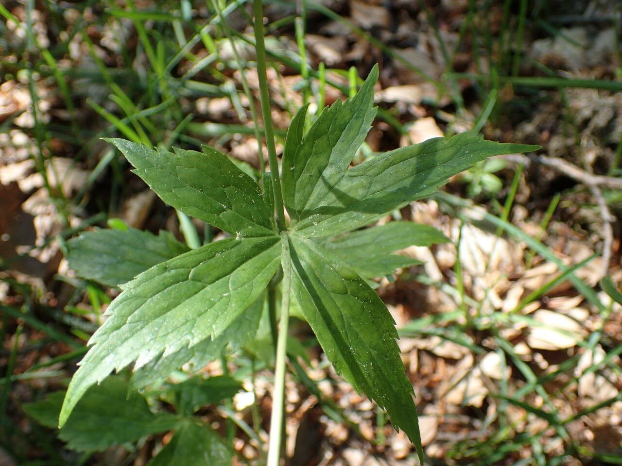 Ranunculus platanifolius — search result for 'Ranunculus'