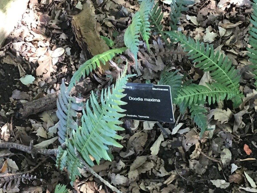 Blechnum maximum leaf