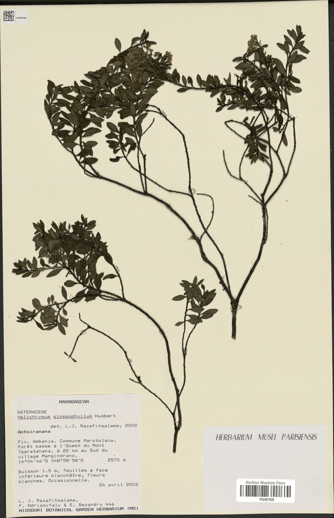 Helichrysum glossophyllum — houseplant care guide