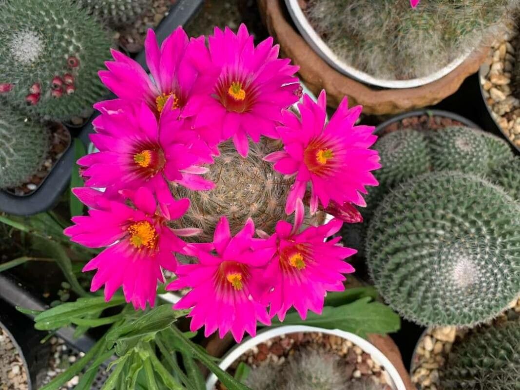 Cochemiea guelzowiana leaf