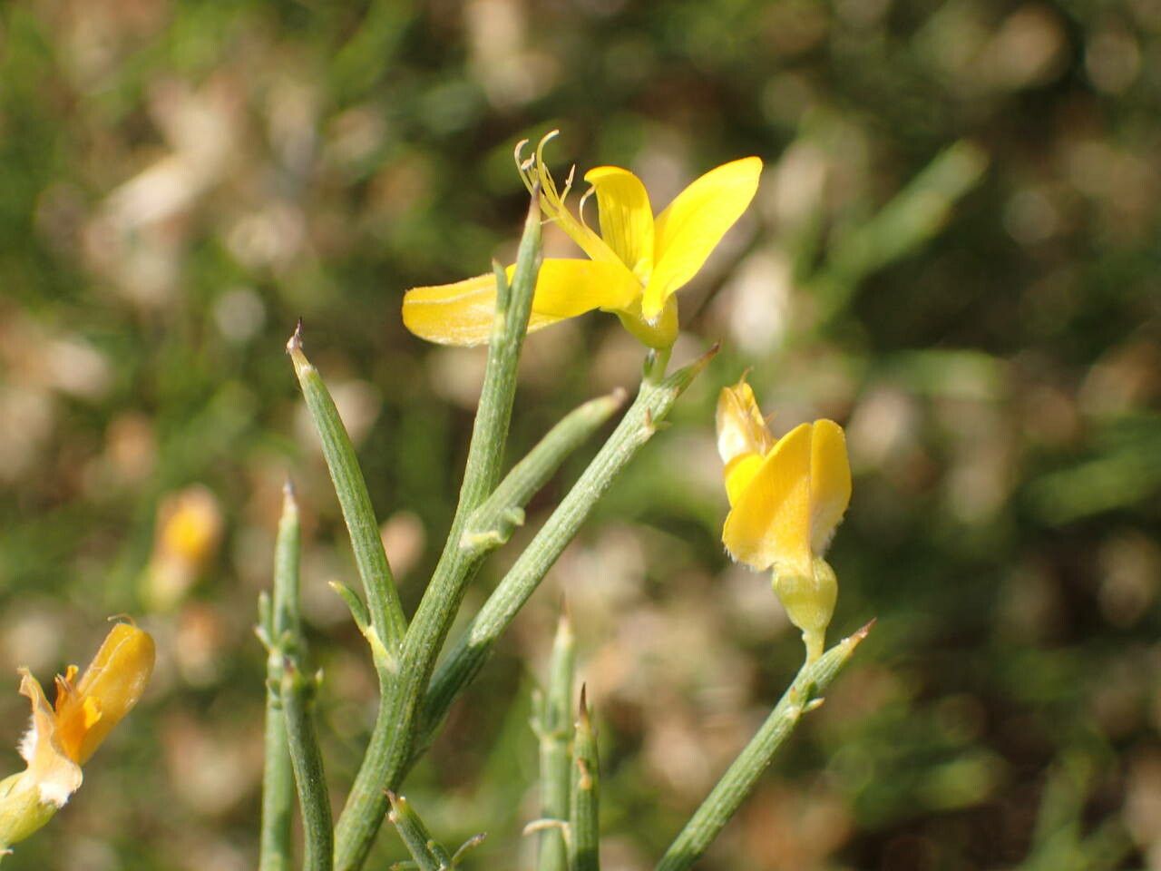 Genista acanthoclada flower
