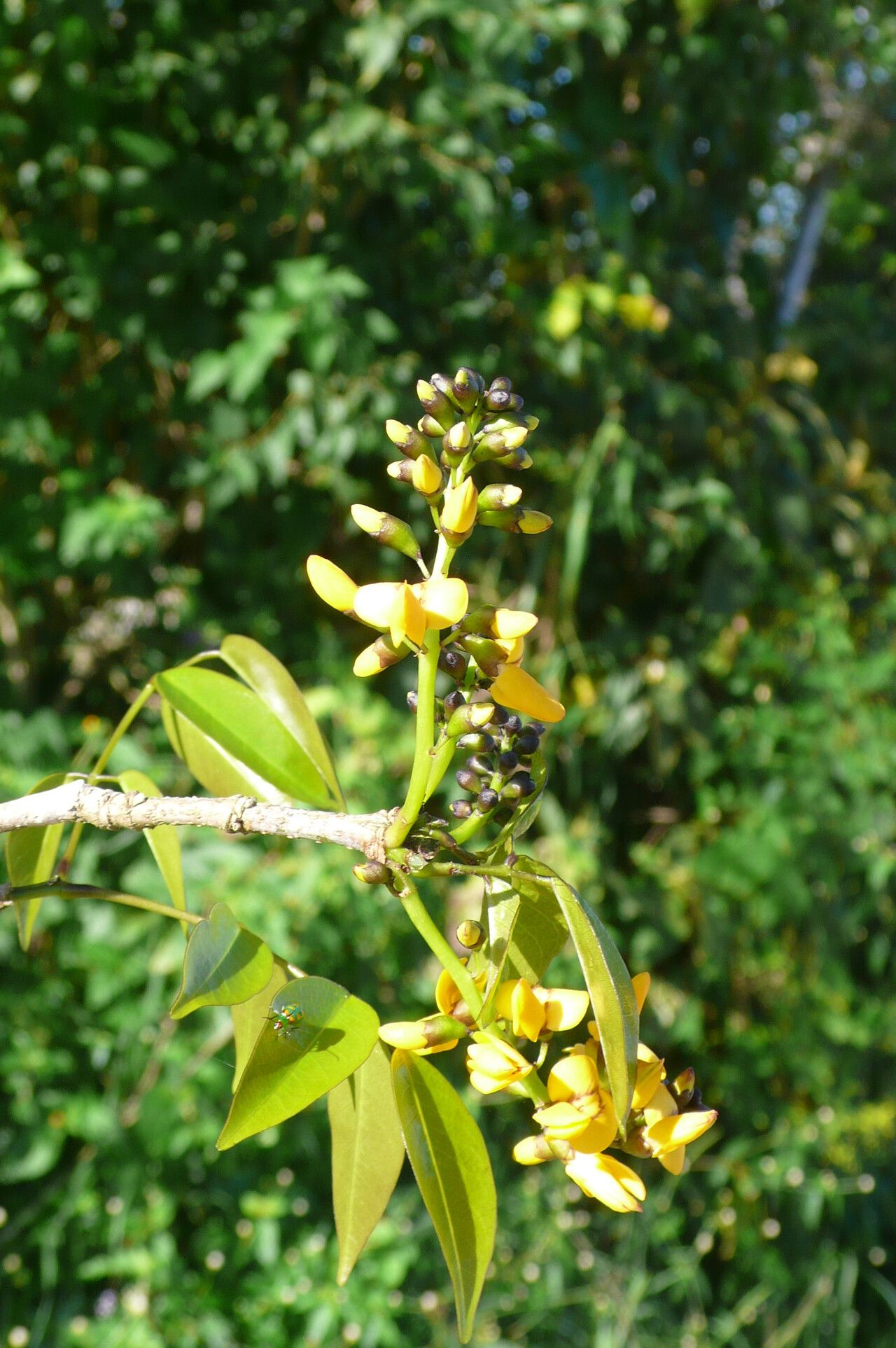 Platymiscium floribundum flower